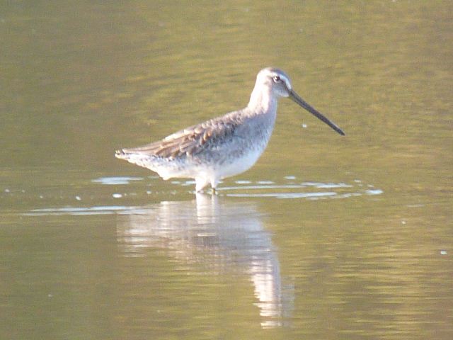 Long-billed Dowitcher