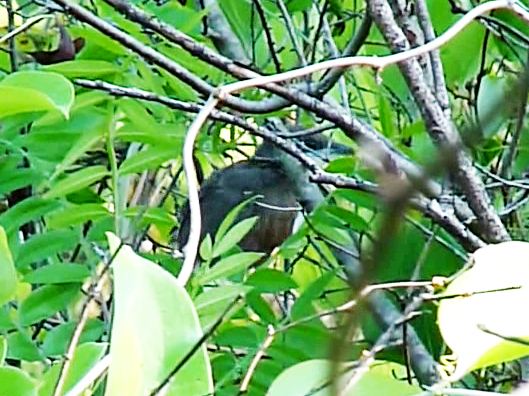 Black-billed Cuckoo Black-billed Cuckoo