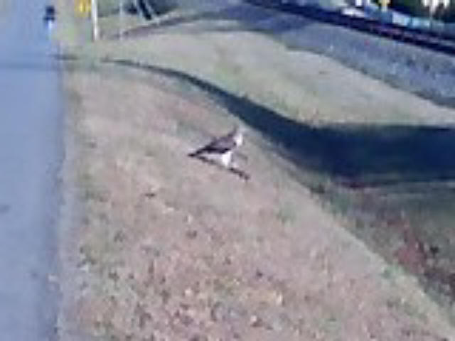 Mystery Buteo