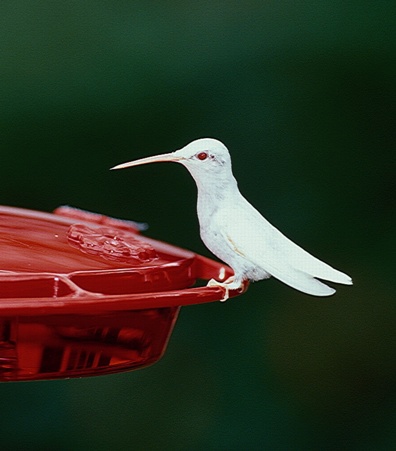 Ruby-throated Hummingbird