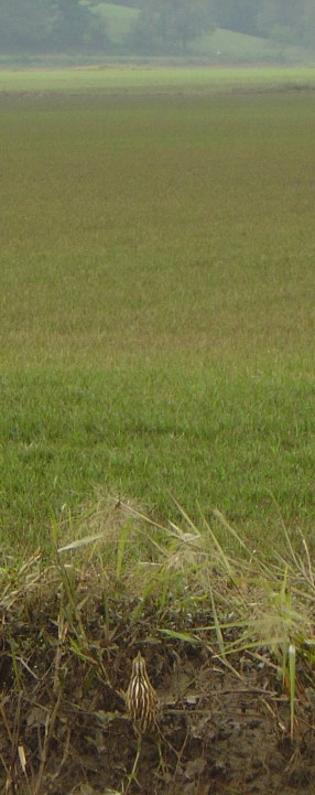American Bittern