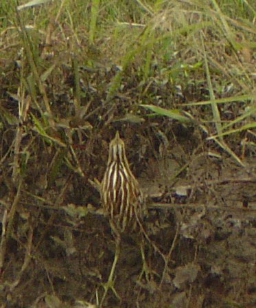 American Bittern