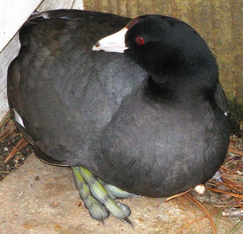 American Coot Feet