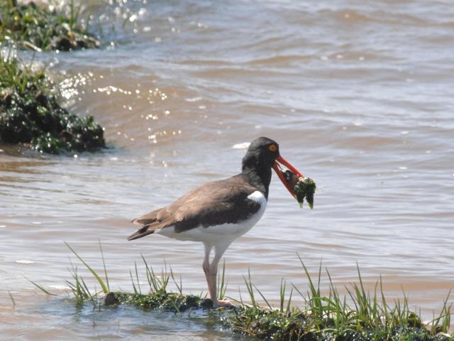 american oystercatcher