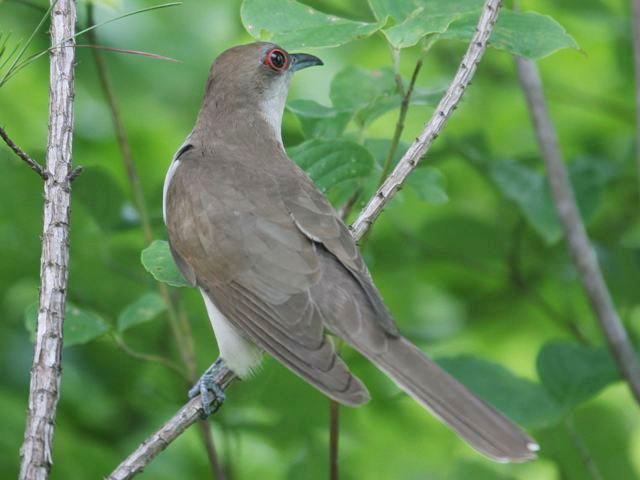 Black-billed Cuckoo Black-billed Cuckoo