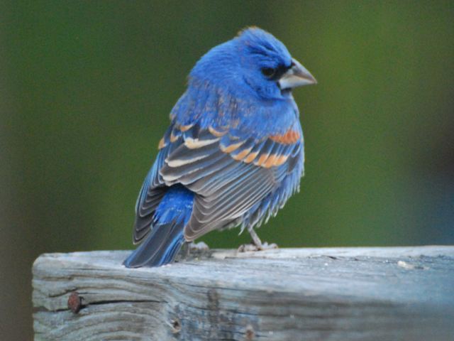 Blue Grosbeak