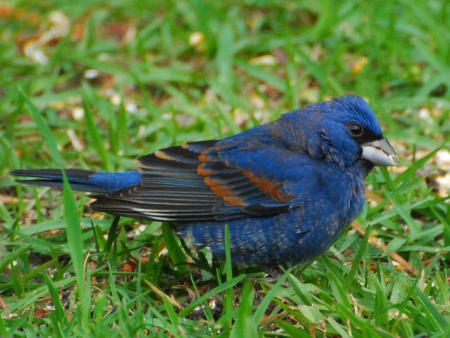 Blue Grosbeak