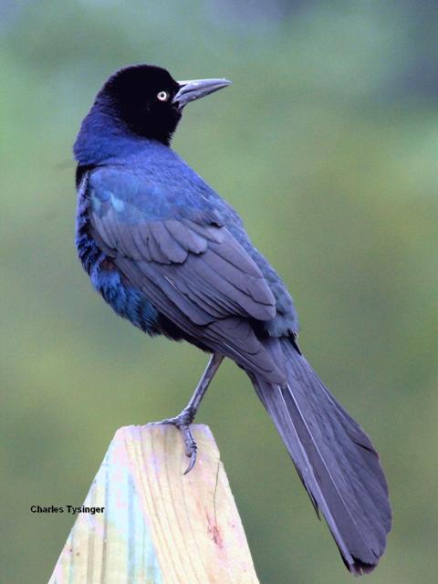 grackle bird call
