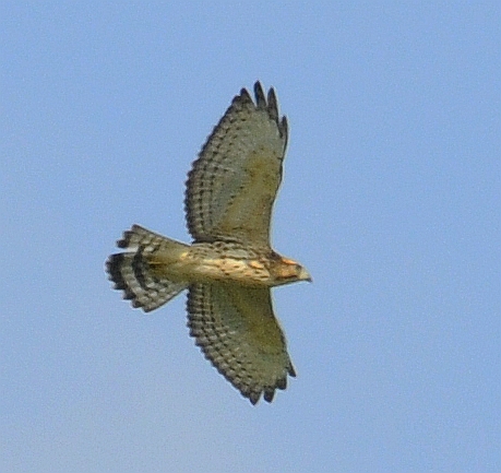 Upstate raptors