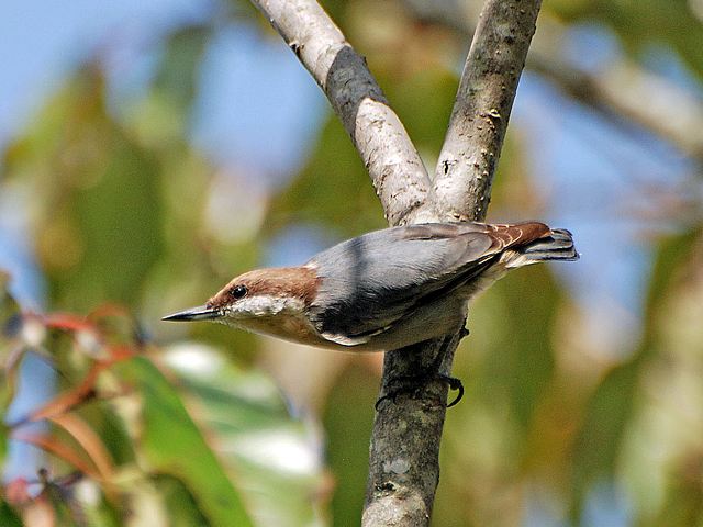 Brown-headed Nuthatches