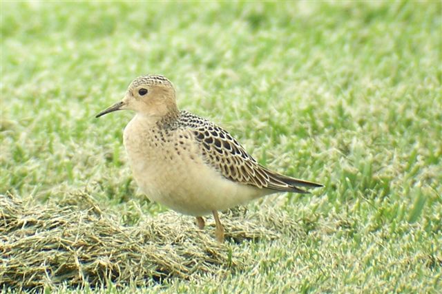 Buff-breasted Sandpiper