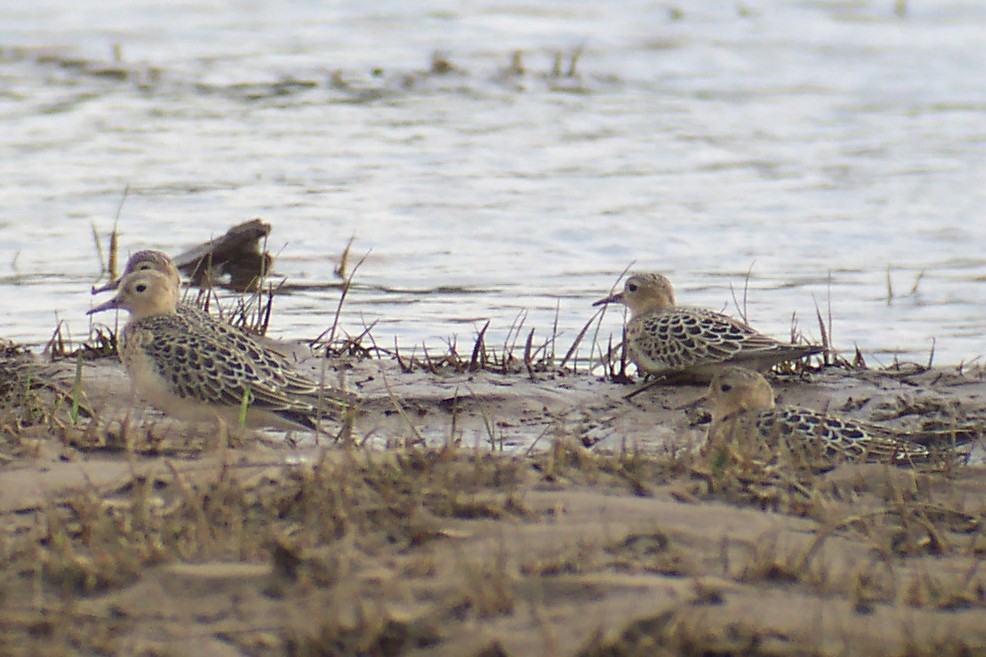 Buff-breasted Sandpipers