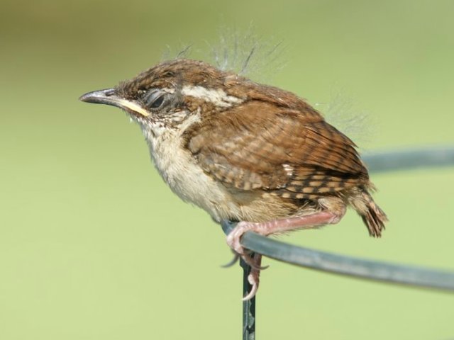 Pictures Of Carolina Wren - Free Carolina Wren pictures 