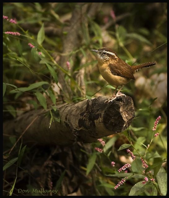 Carolina Wren
