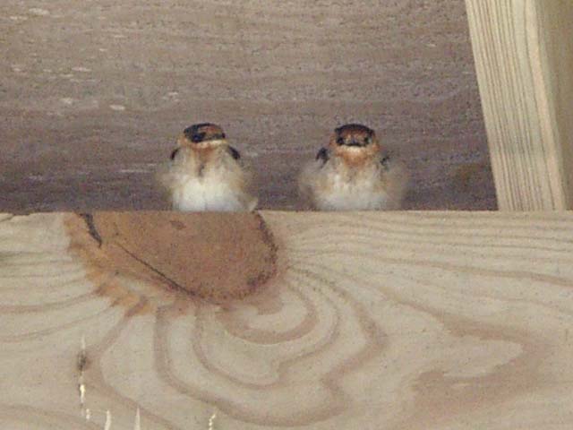 Cave Swallow