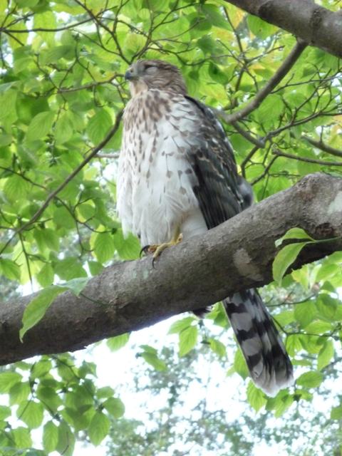 Cooper's Hawk