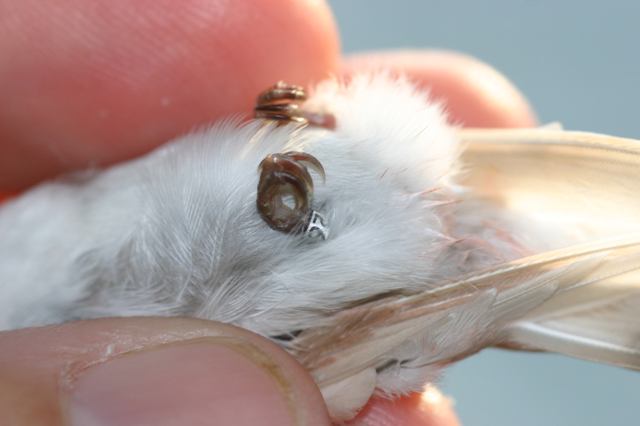 Ruby-throated Hummingbird