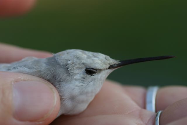 Ruby-throated Hummingbird
