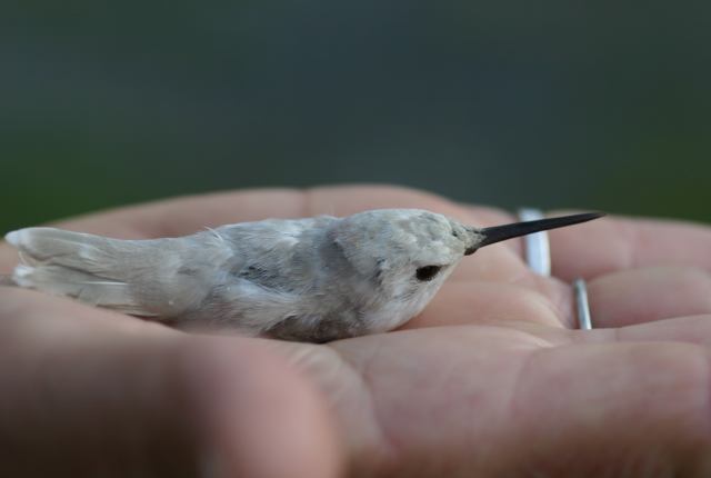 Ruby-throated Hummingbird