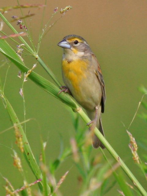 Dickcissel Dickcissel