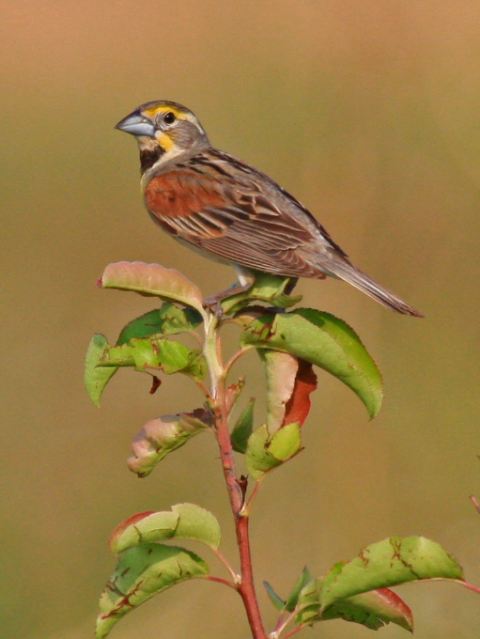Dickcissel Dickcissel