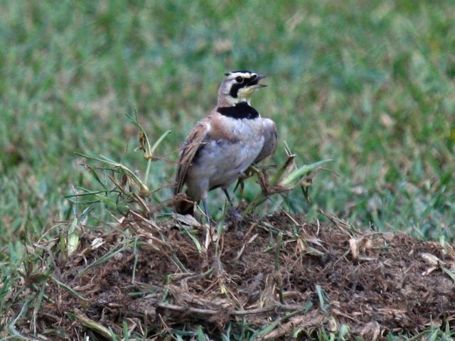 Horned Lark Horned Lark