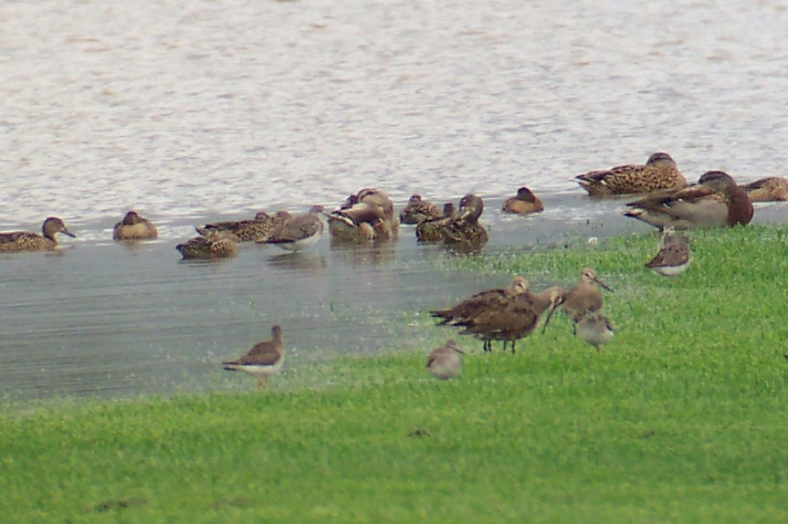 Three Hudsonian Godwits