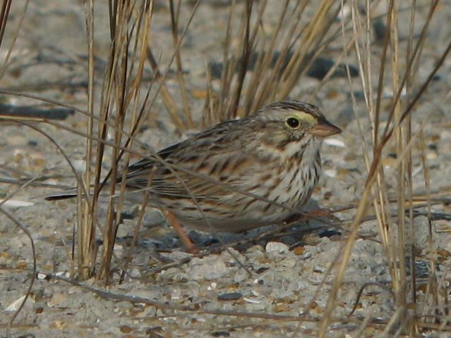 Ipswich Savannah Sparrow
