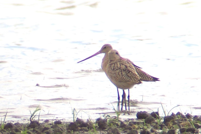 Marbled Godwits