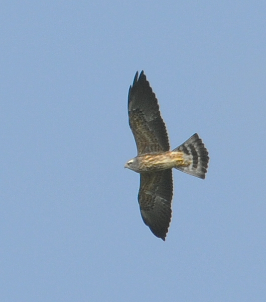 Upstate raptors