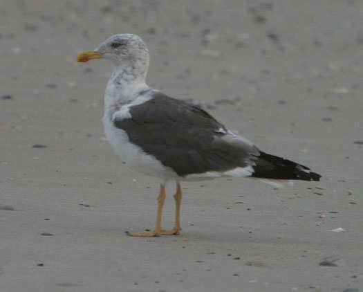 Lesser Black-backed Gull