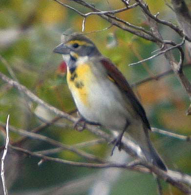 Dickcissel