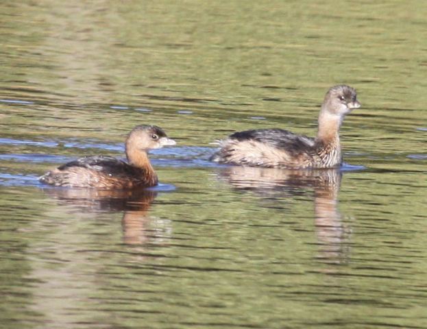 Pied-billed Grebe Pied-billed Grebe