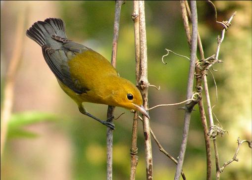 Prothonotary Warbler