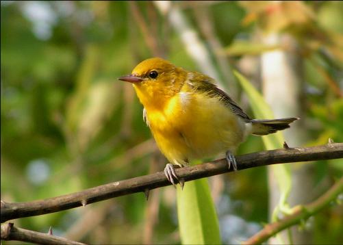 Prothonotary Warbler