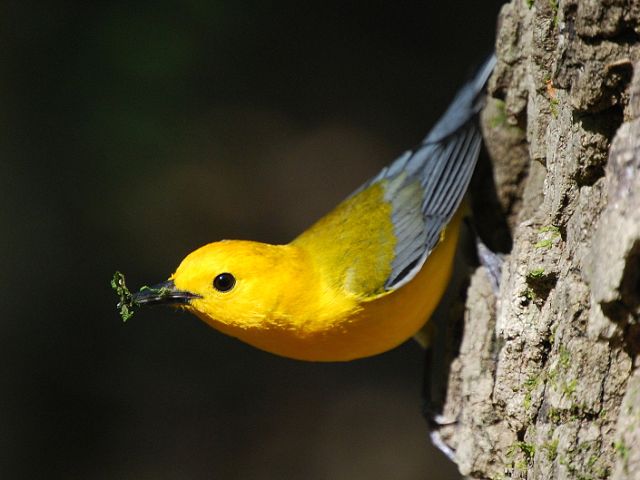 Prothonotary Warbler