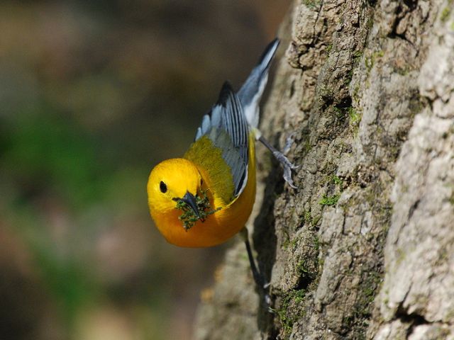 Prothonotary Warbler