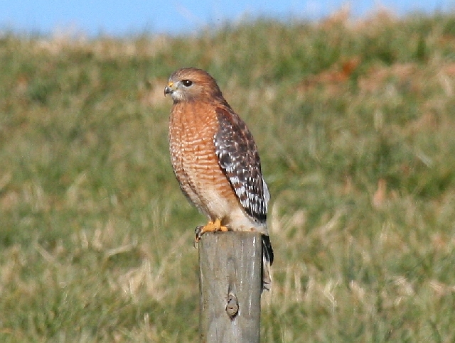 Red-shouldered Hawk