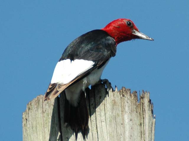 Red-headed Woodpeckers