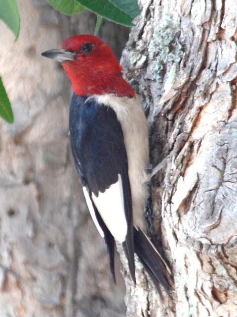 Red-headed Woodpeckers