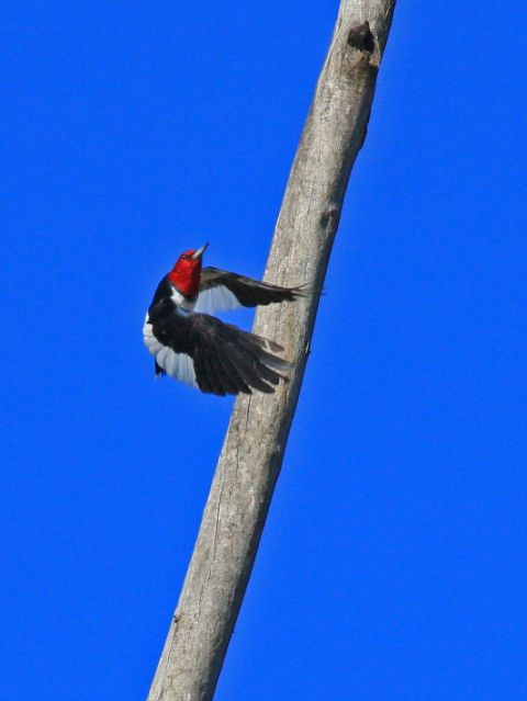 Red-headed Woodpecker Red-headed Woodpecker
