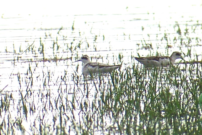 Red-necked Phalaropes