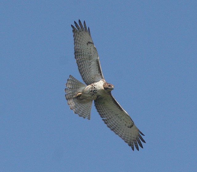 Red-tailed Hawk