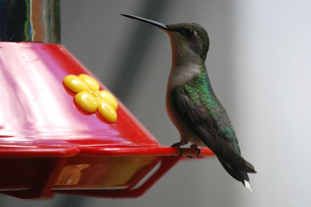 ruby throated hummingbirds ruby throated hummingbirds