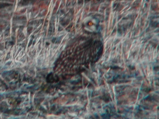 Short-eared Owl