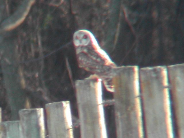 Short-eared Owl