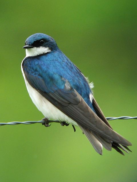 Tree Swallow Bird 49