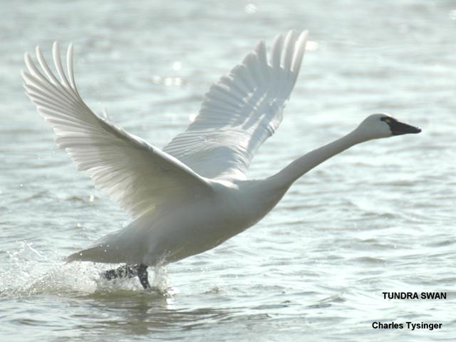 Pictures Of Tundra Swan - Free Tundra Swan pictures 