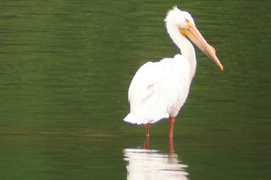 American White Pelican