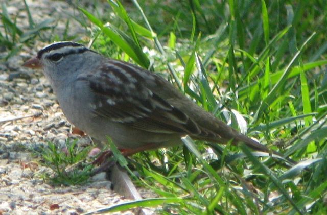 White-crowned Sparrow